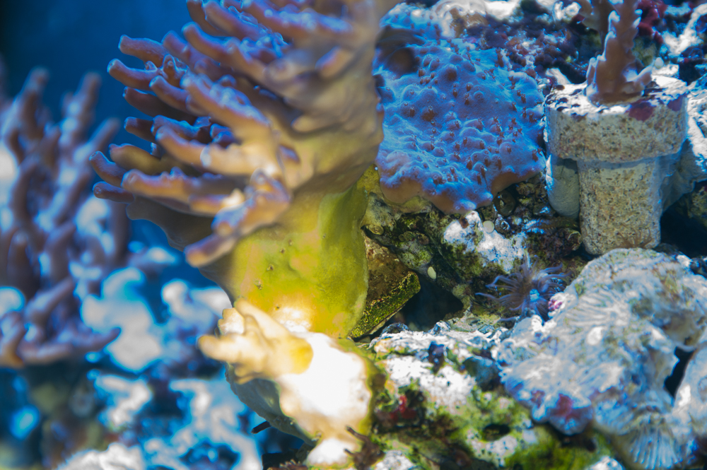 Ostreobium Green Boring Algae Treatment REEF2REEF Saltwater and Reef