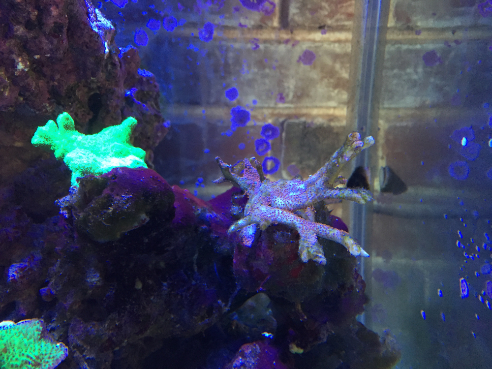 Opinion Solicited on Alk Overreaction and Acropora | Page 2 | Reef2Reef
